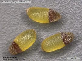   Seeds:   Centrolepis polygyna ; Photo by South Australian Seed Conservation Centre, used with permission
